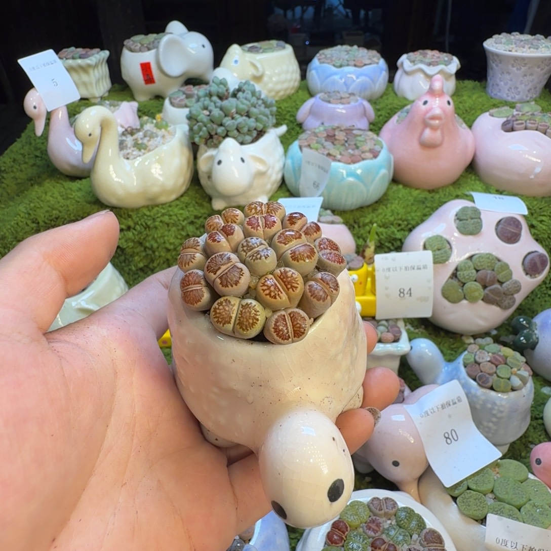 多肉葡萄的味道真的96