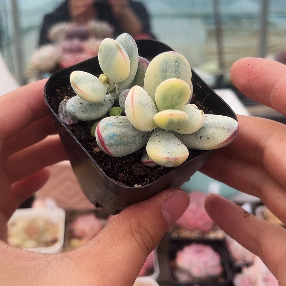 乒乓福娘锦一物一拍846