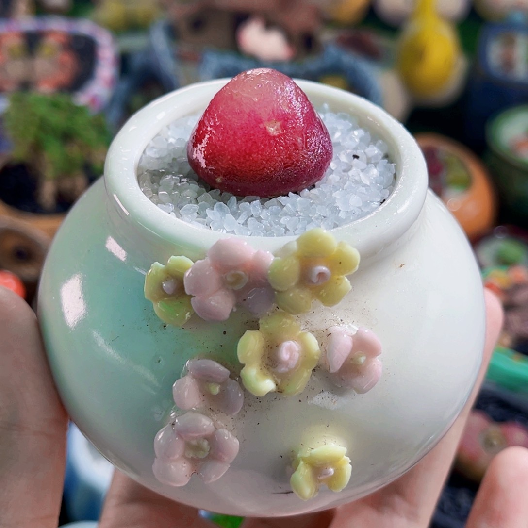 015肉锥灯泡2.4cm连盆带土全场包邮