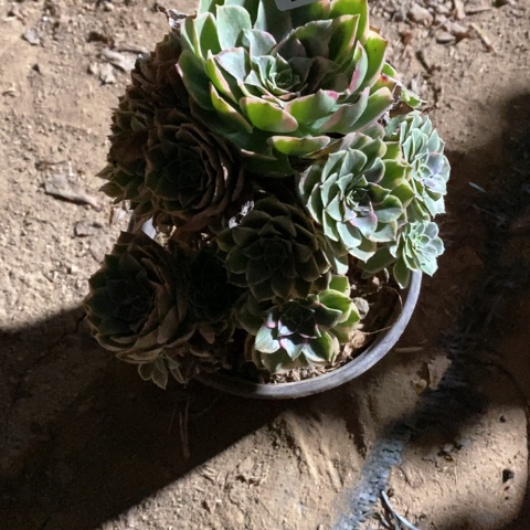 淼***艺174二十颗法师多肉植物