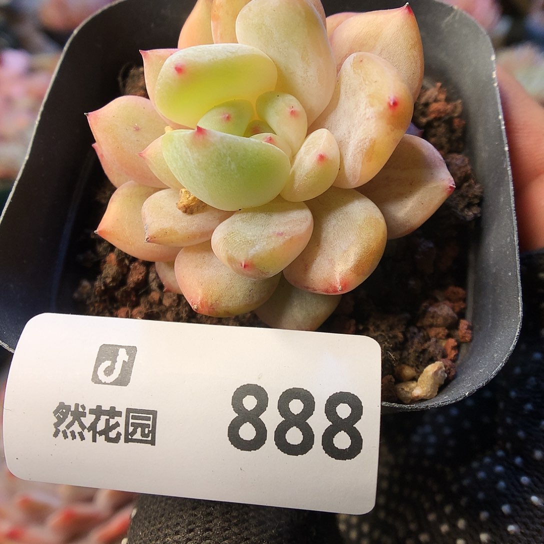 888星影石化锦多肉植物6666