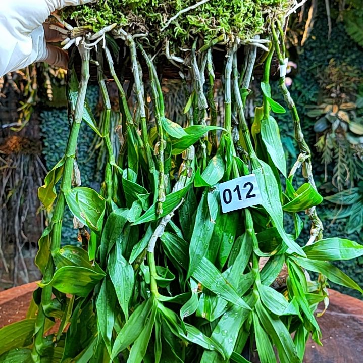 012束花花卉花卉花卉