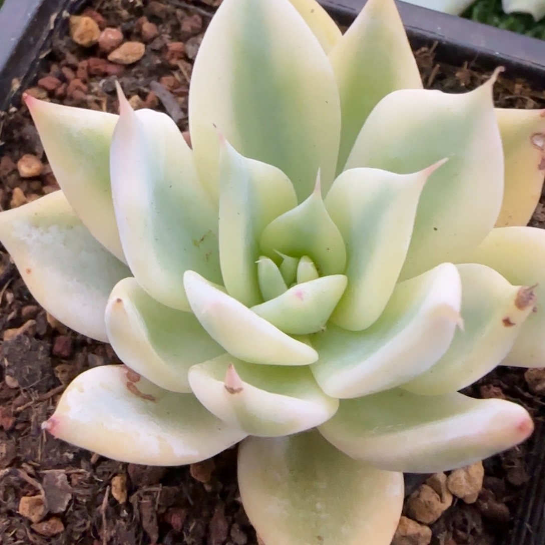 我****。墨西哥巨人锦多肉植物