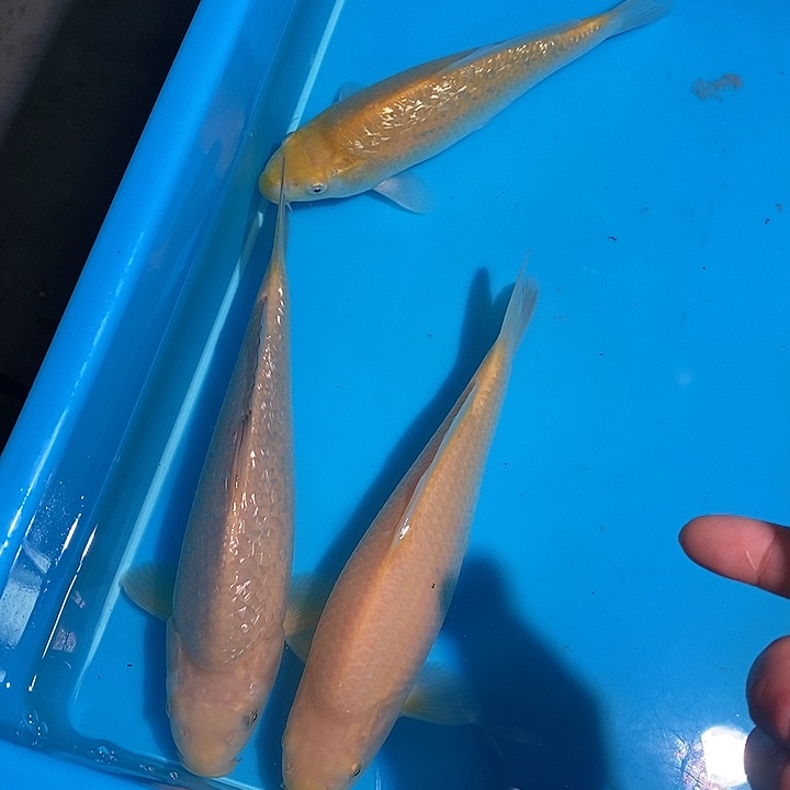 锦鲤纯种血统锦鲤鱼