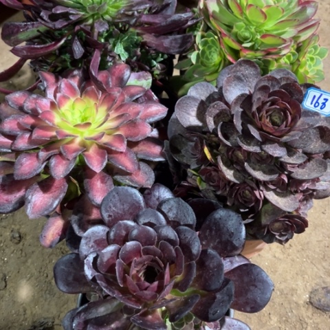 168多肉植物组合