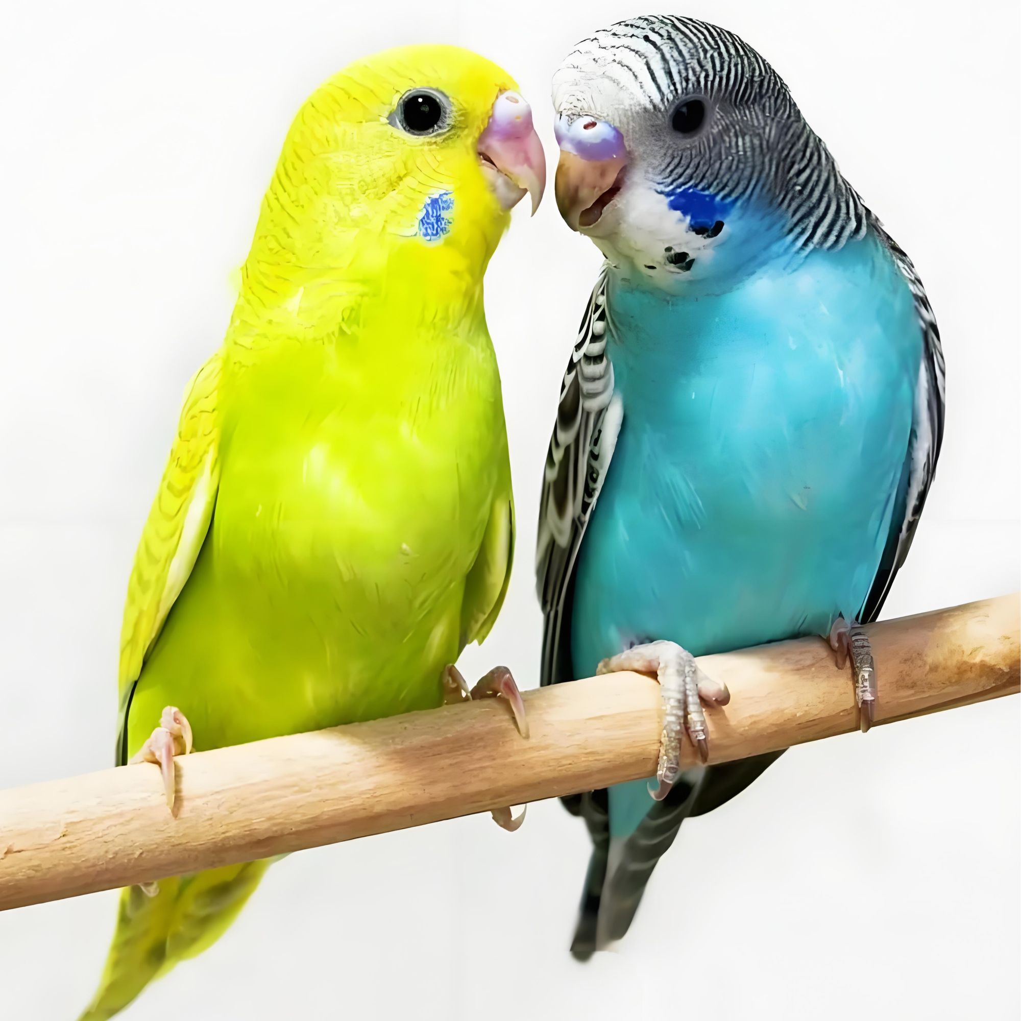 手玩鹦鹉活鸟 宠物鸟亲人观赏宠物会说话的鹦鹉