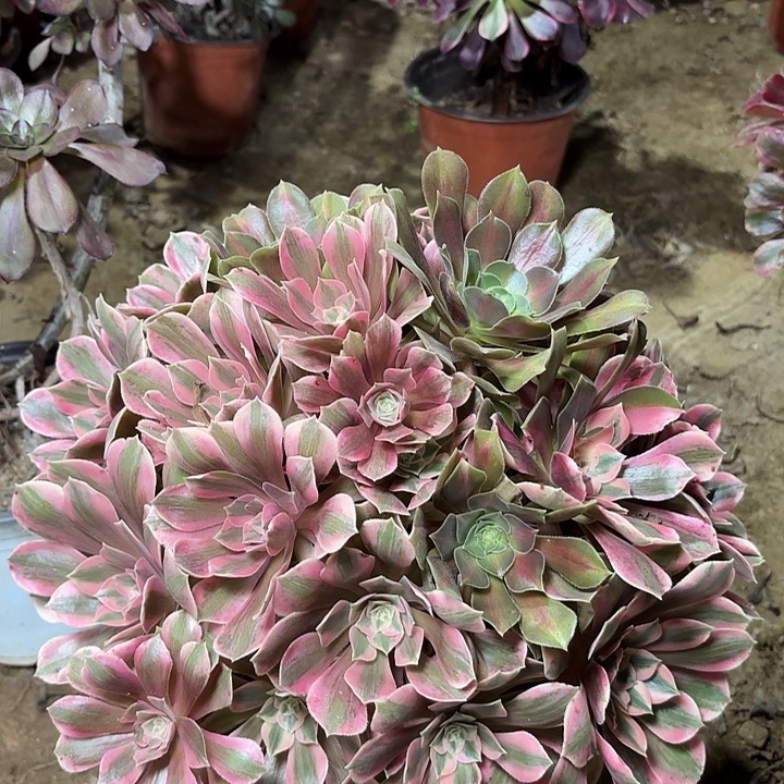 多肉植物法师女妖阴阳27