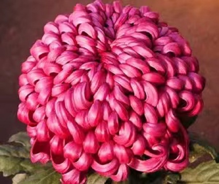 国华旗头【带花苞】特大花型菊花