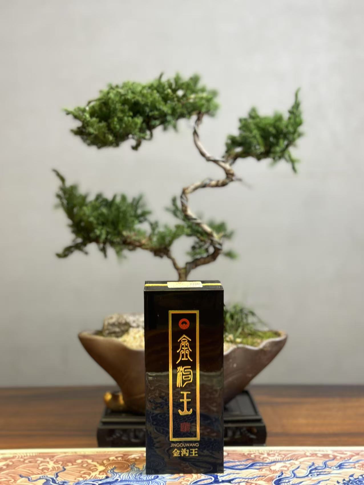 “金沟王”肉桂 天花板肉桂代表 茶友必冲！