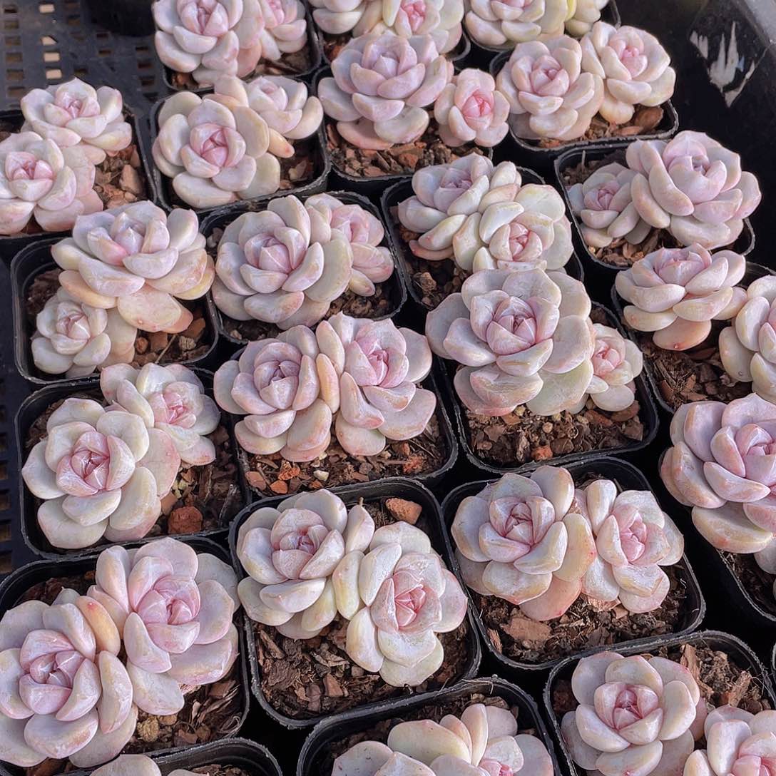 量拍105号 芋圆啵啵双头一个