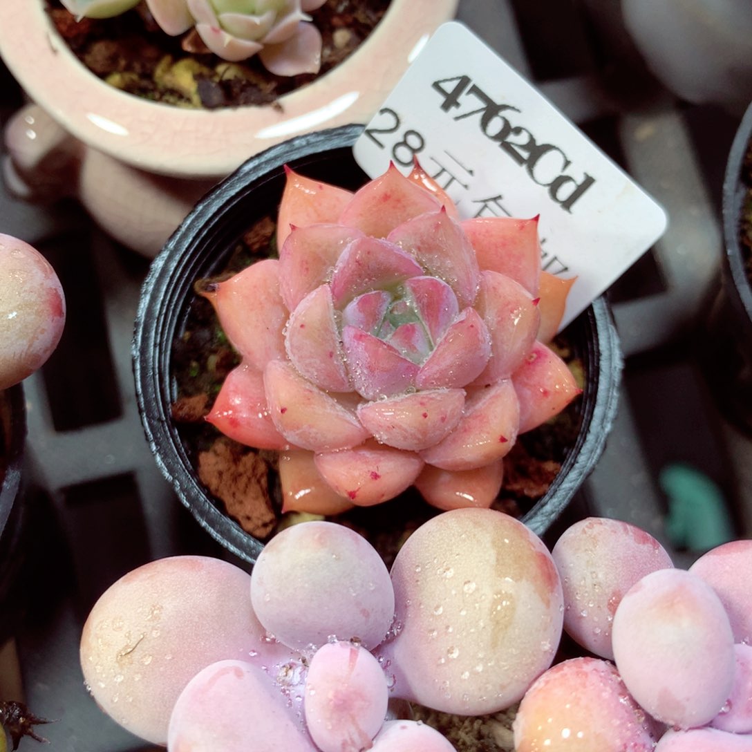 5厘米盆精控多肉4762