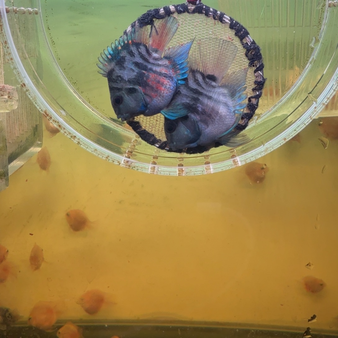 鹦鹉鱼摩卡色一对