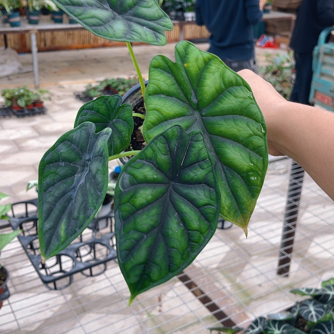 完全开放龙鳞海芋