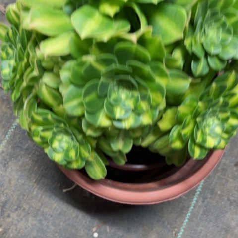 多肉植物翡翠琉璃锦。