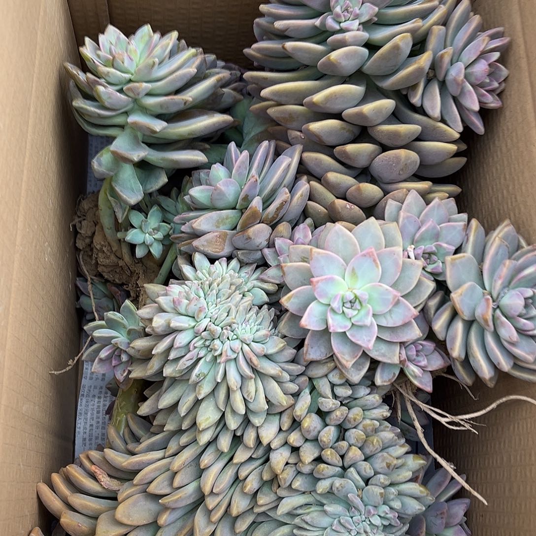 33号淡雪断枝断头不售后