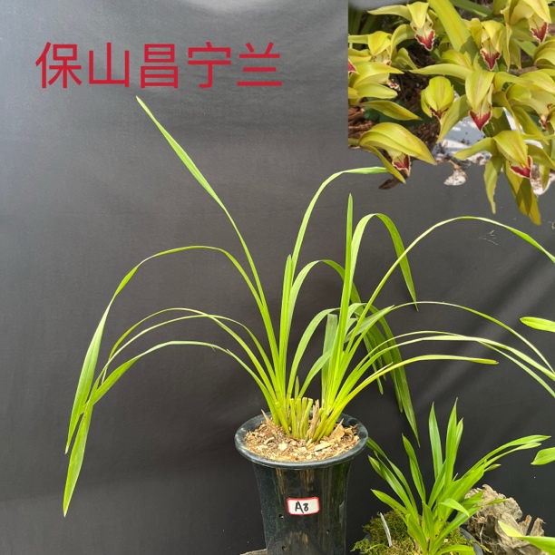  A8（保山昌宁兰）两苗 彩瓣红舌 蜜香味 云南兰花 农家自养