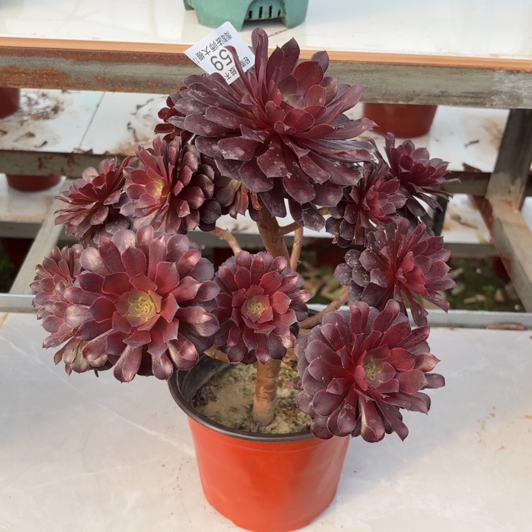 759黑铜壶多肉植物法师