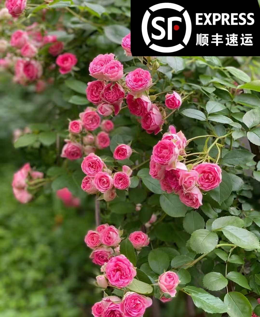 【顺丰包邮】胭脂扣多花头粉色庭院爬藤月季