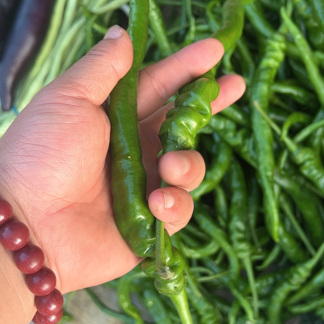 中国大陆农家辣椒3斤