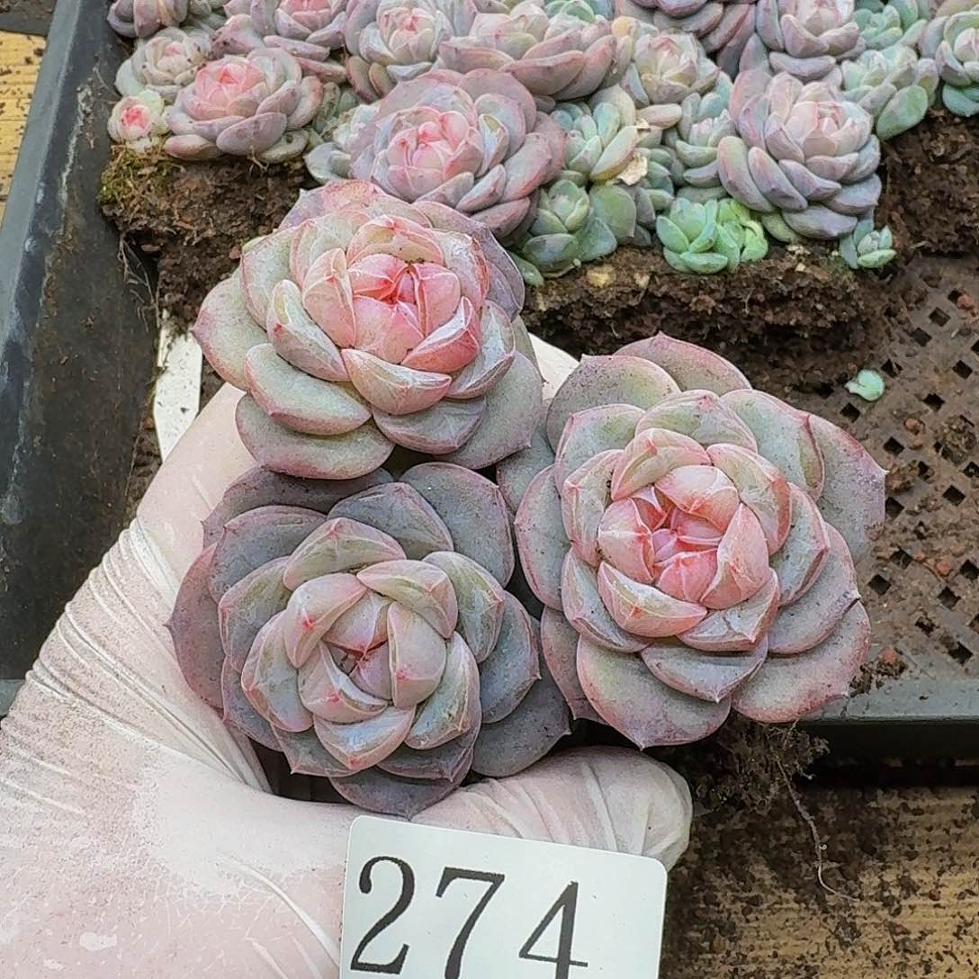 多肉植物多肉植物274