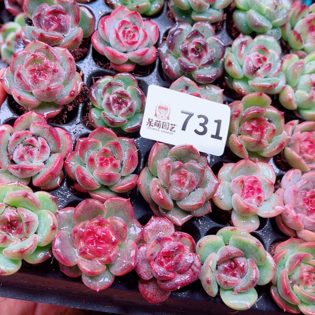你***字多肉植物多肉植物