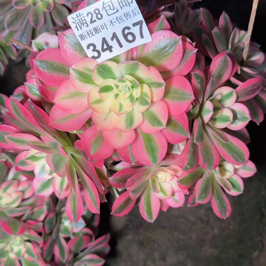 34167女巫多肉植物