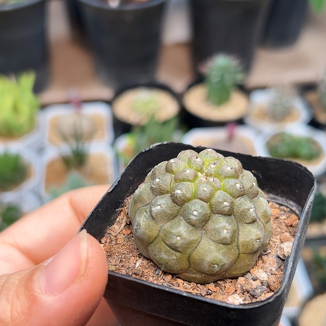 玉米尤蜥蜴皮一颗