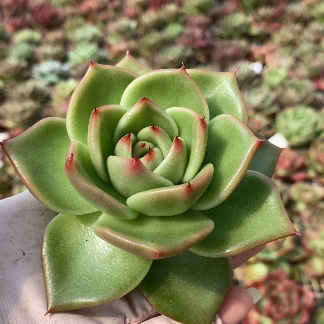 无花朵15 号东云系多肉植物
