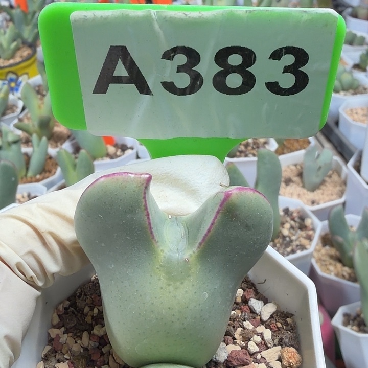 M***M383mmnnnnnnnnnnnnnnn