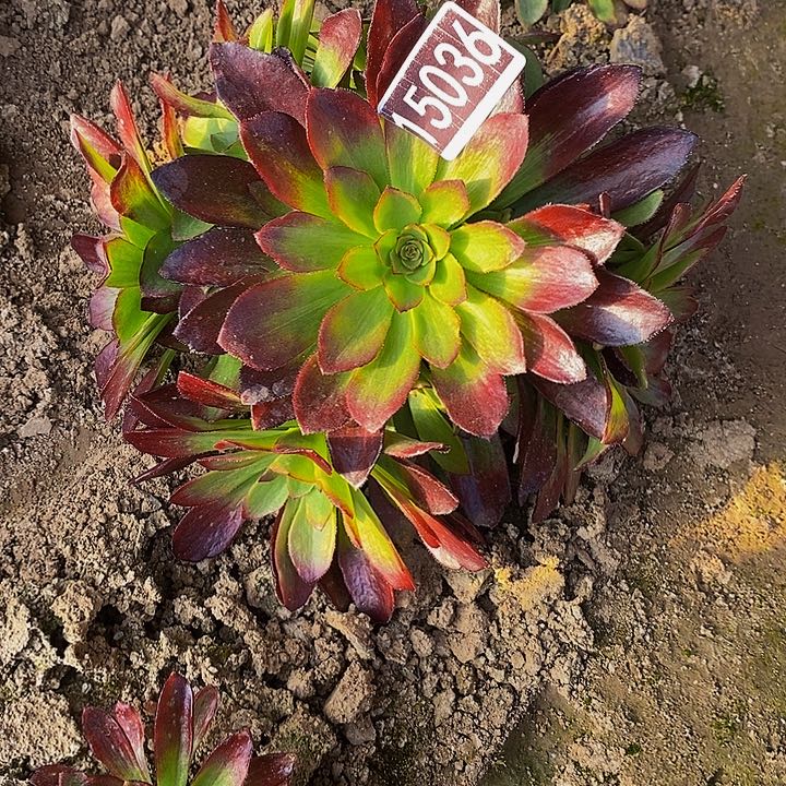 15036号万圣节拉丝锦