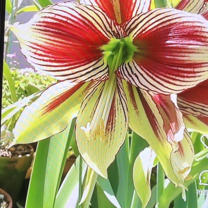 凤蝶直径6+基地球