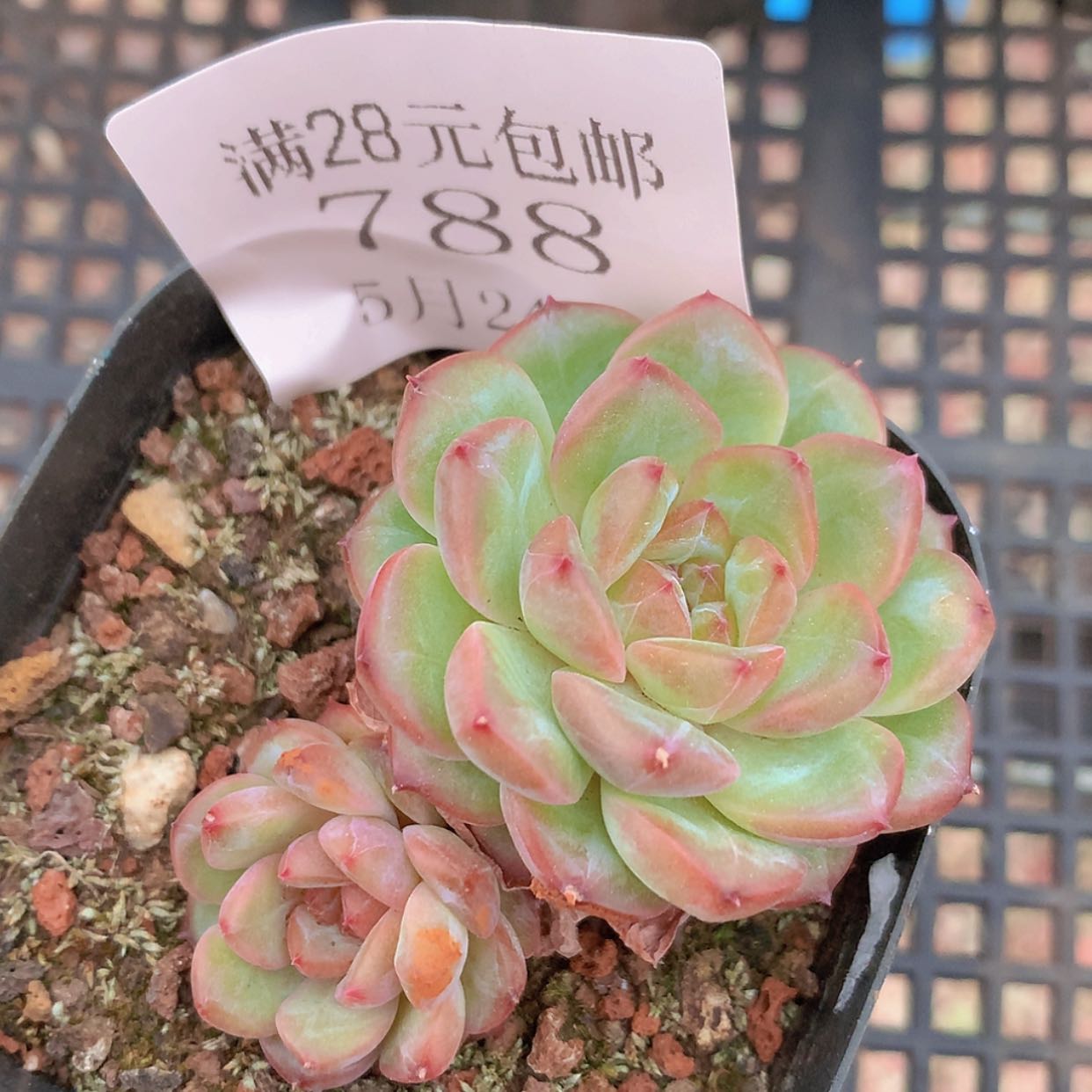 【闪购商品】云788号