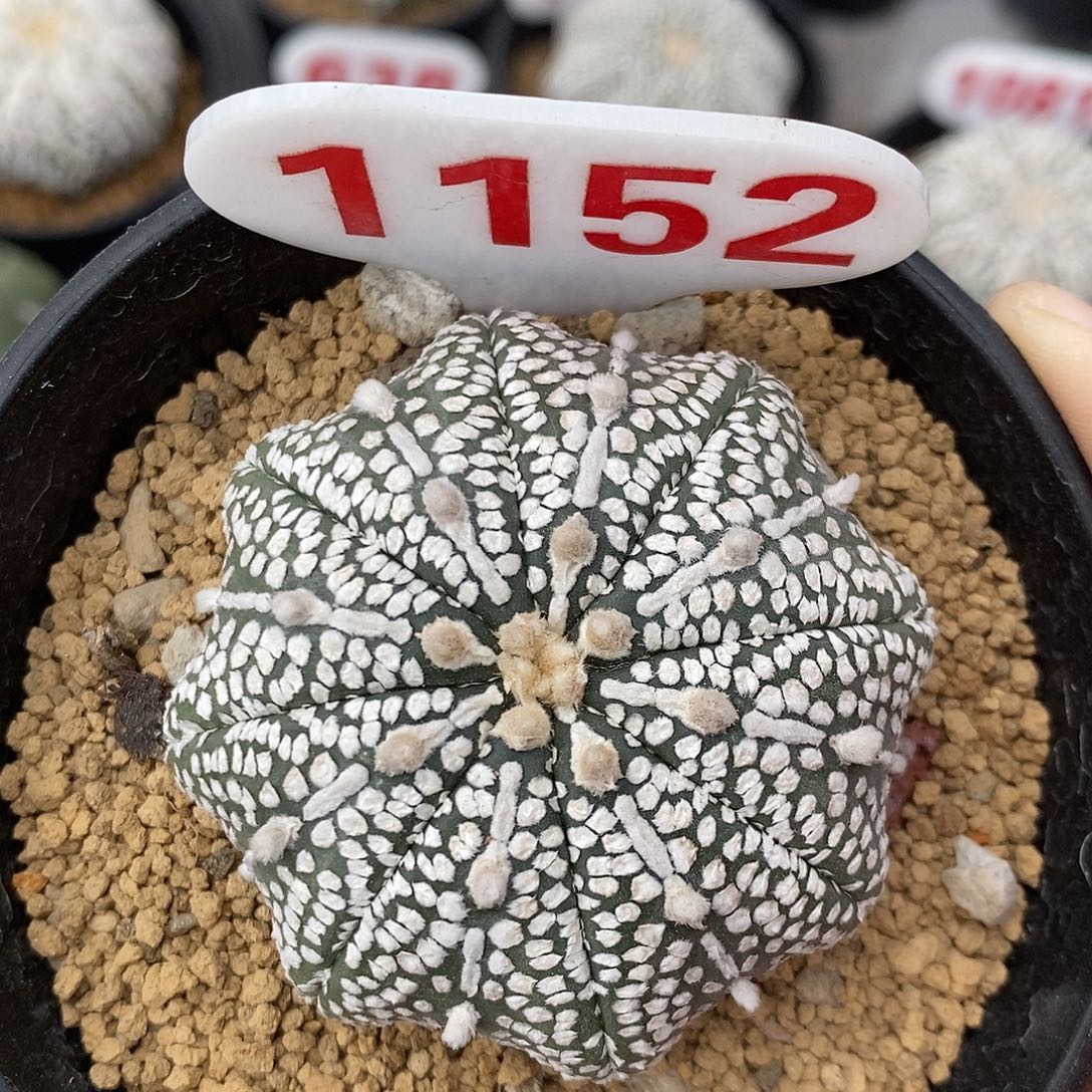 1152海星奇迹兜系列产品的