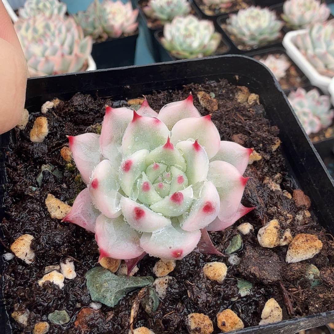 吉娃娃锦，覆轮锦特价一颗