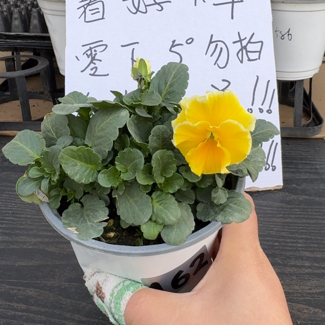 全部花朵162号蛋挞