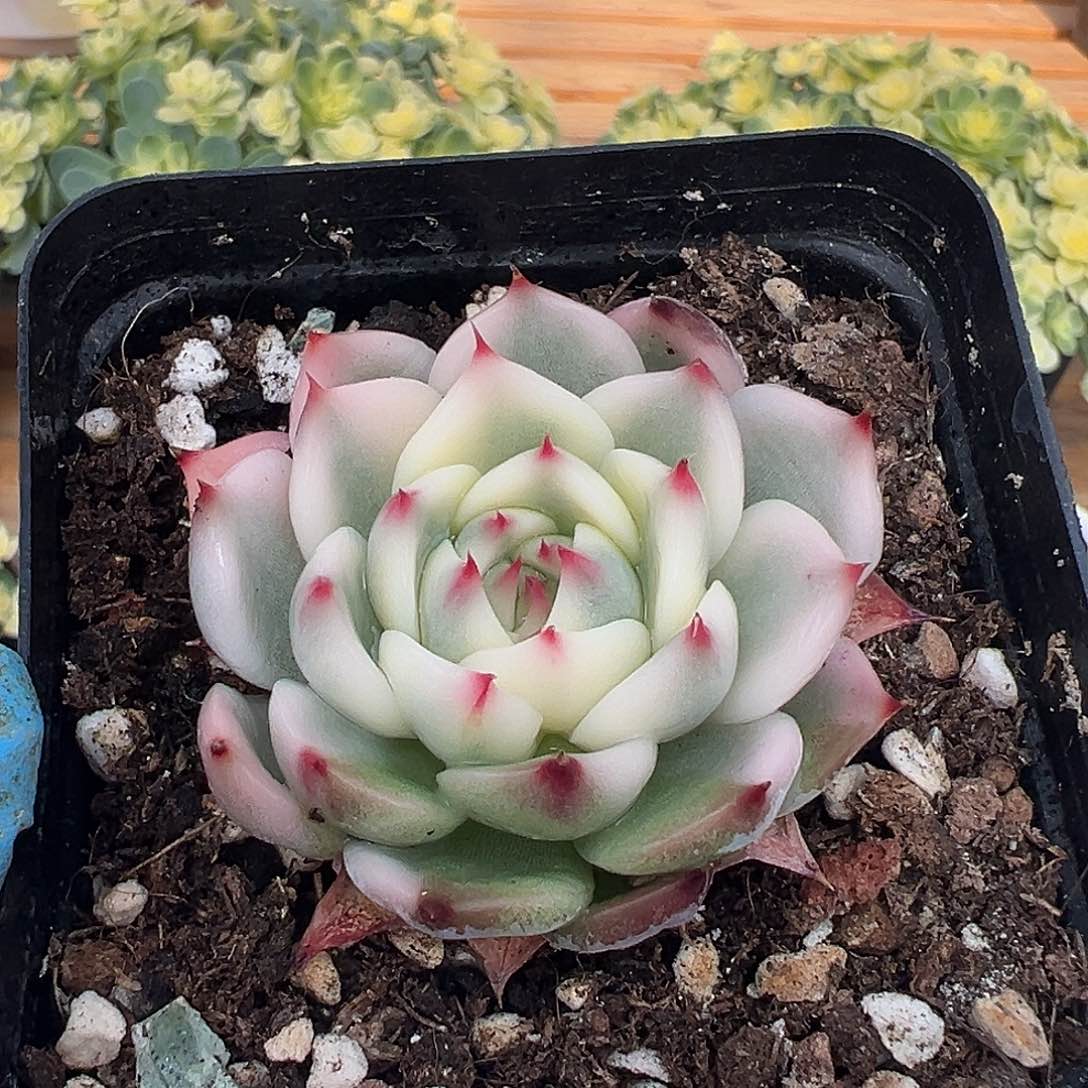 吉娃娃锦，覆轮锦