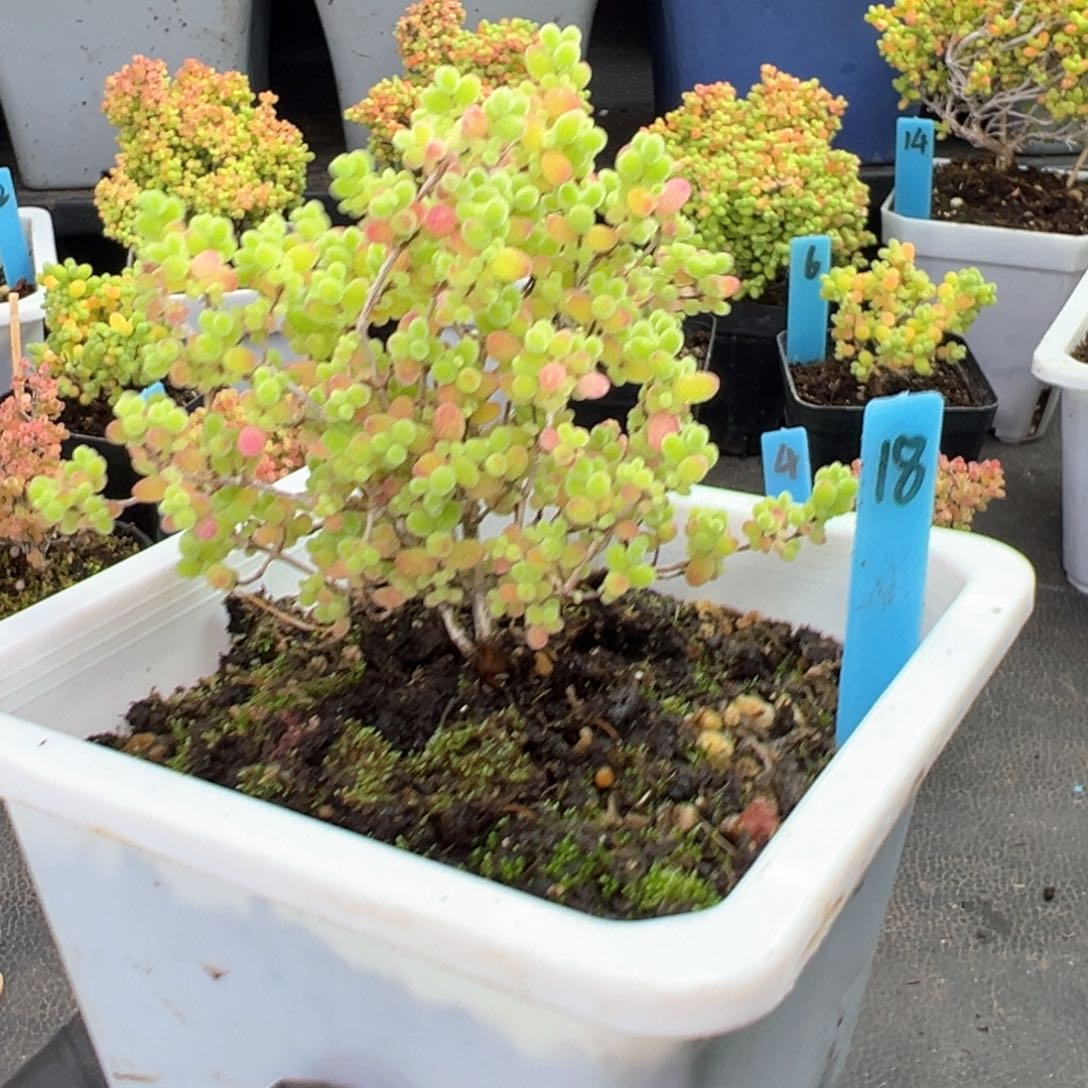 彩蜜橘糖球18号10厘米盆