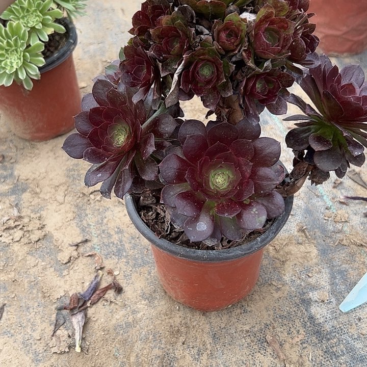 法师一物一拍链接215