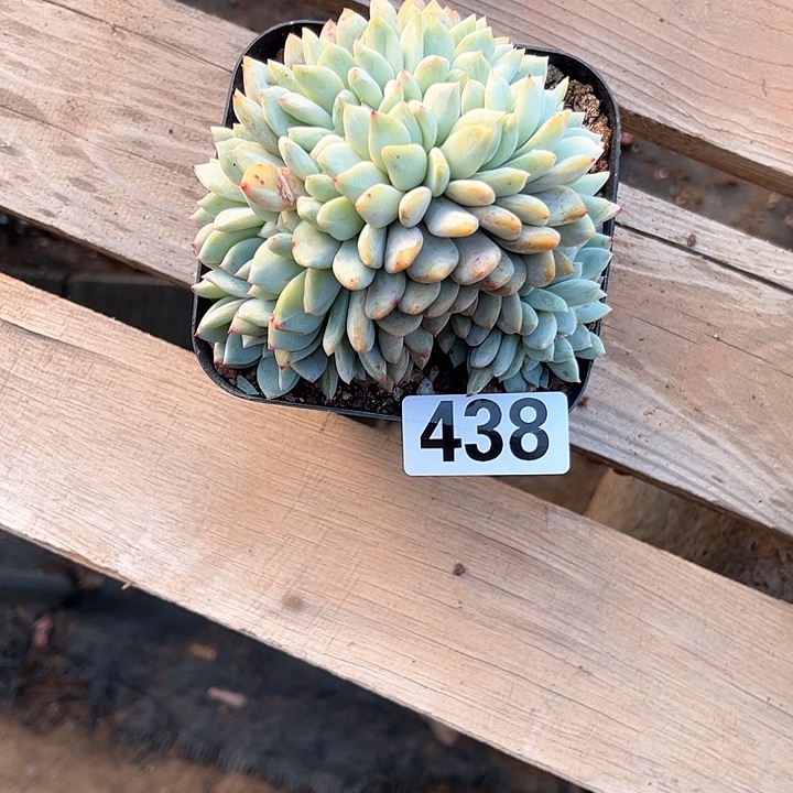 米***丁多肉植物一物一拍