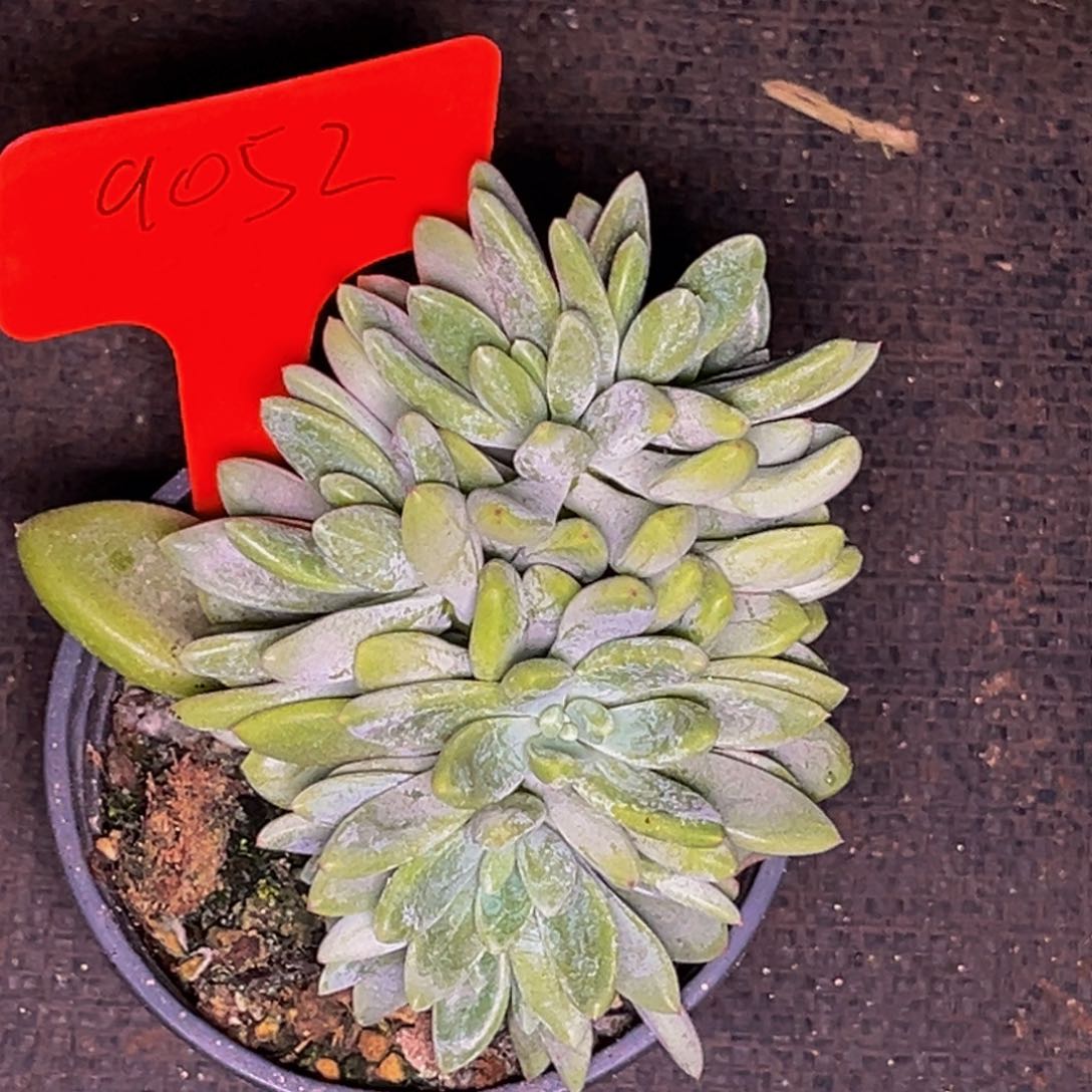 9052号晚上多肉植物群生多肉