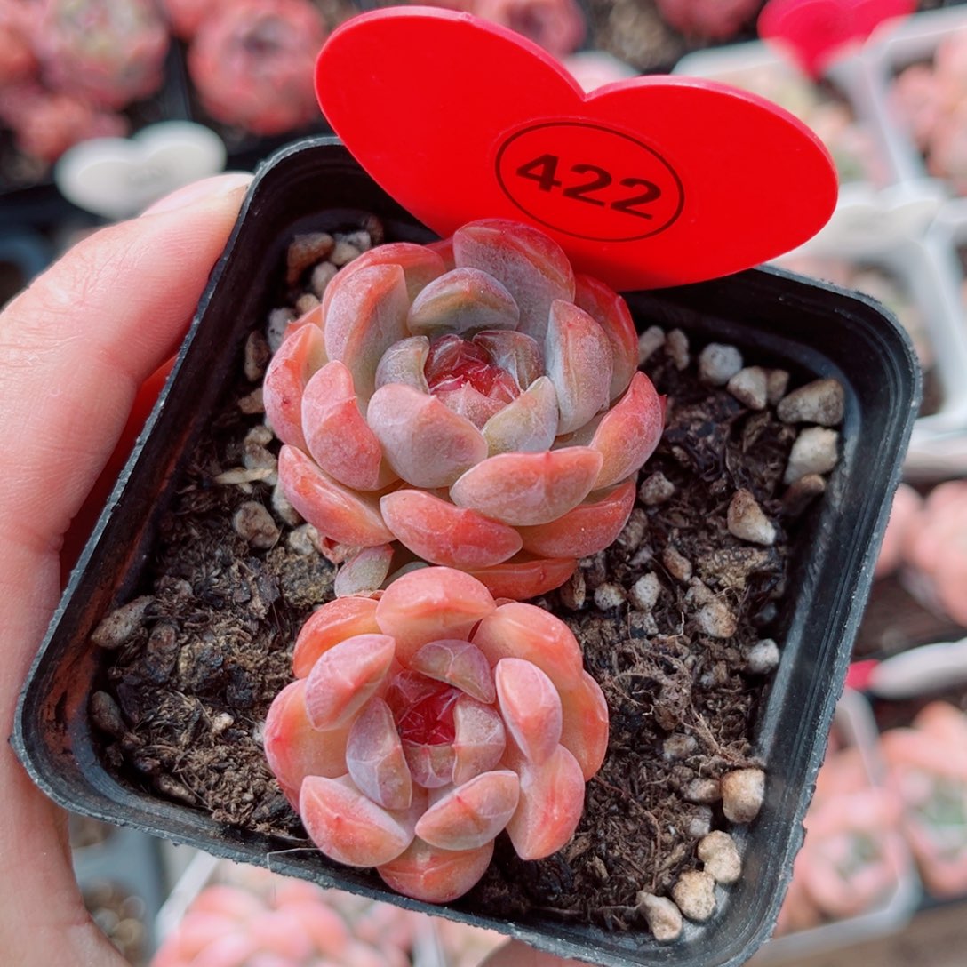 风靡园艺小老桩红恋双头