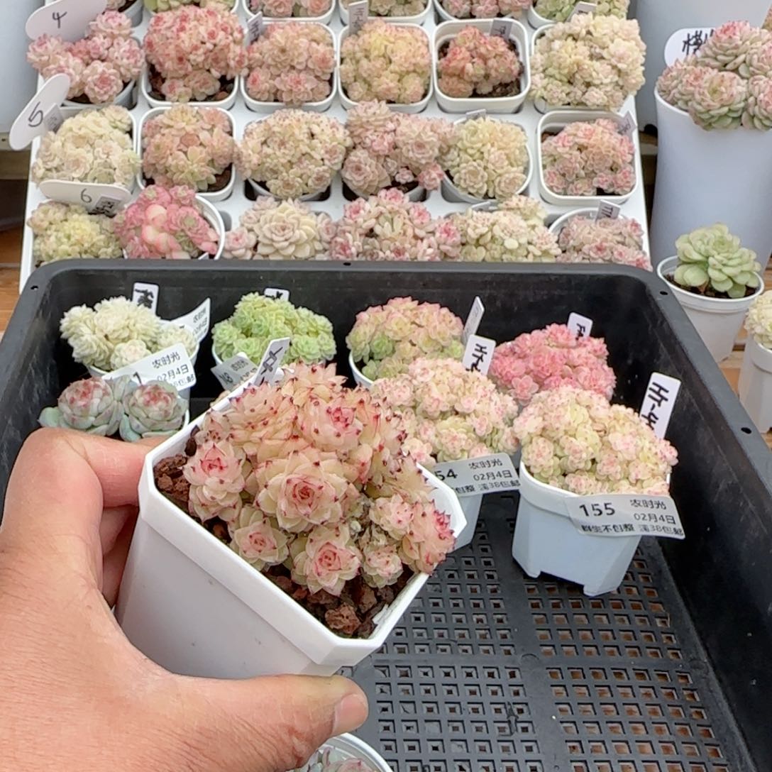 【闪购商品】0204-158（xx-39）