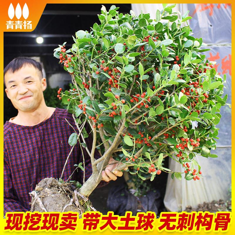 无刺枸骨球构骨树苗鸿运果四季常青北方庭院园林花卉耐寒绿化苗木