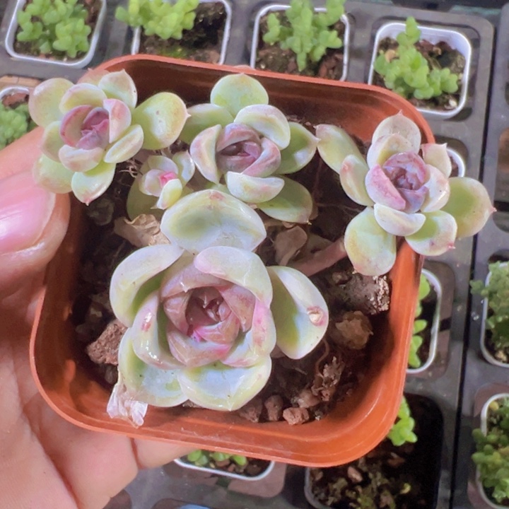 冰凝之花精品多肉植物