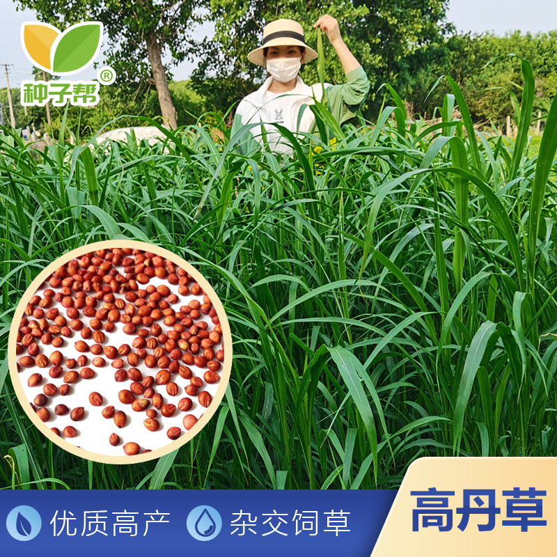 高丹草种子春夏播种优质青饲草养殖牛羊现割现喂牧草夏季收割高产