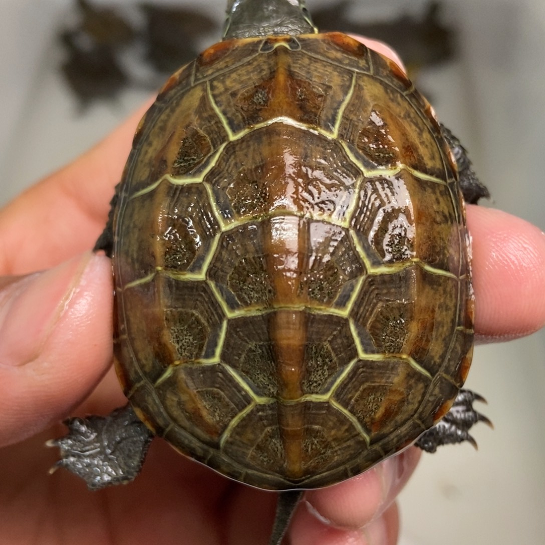 中华草龟不分公母