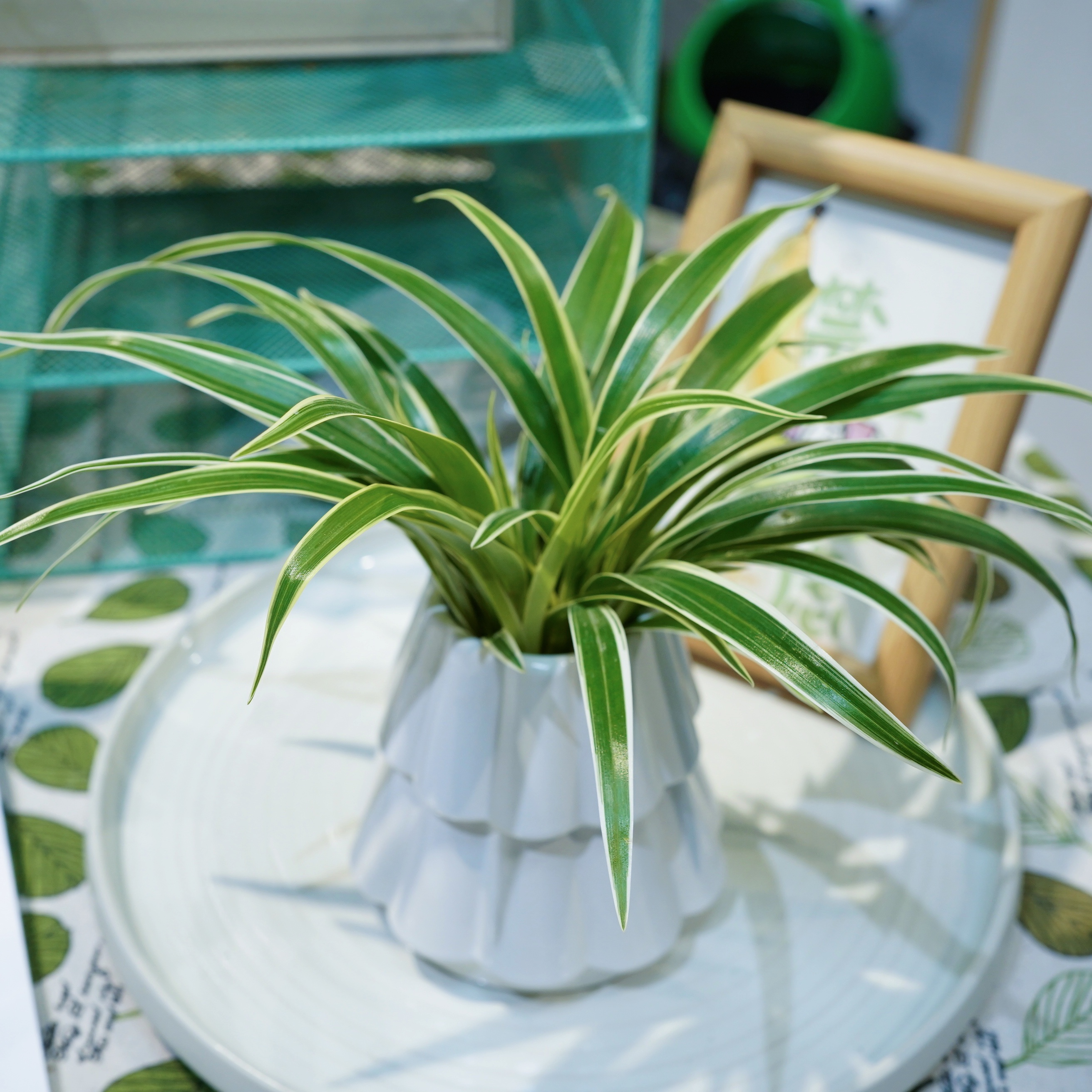 水培金边吊兰植物室内水养办公室桌面花卉绿植去用