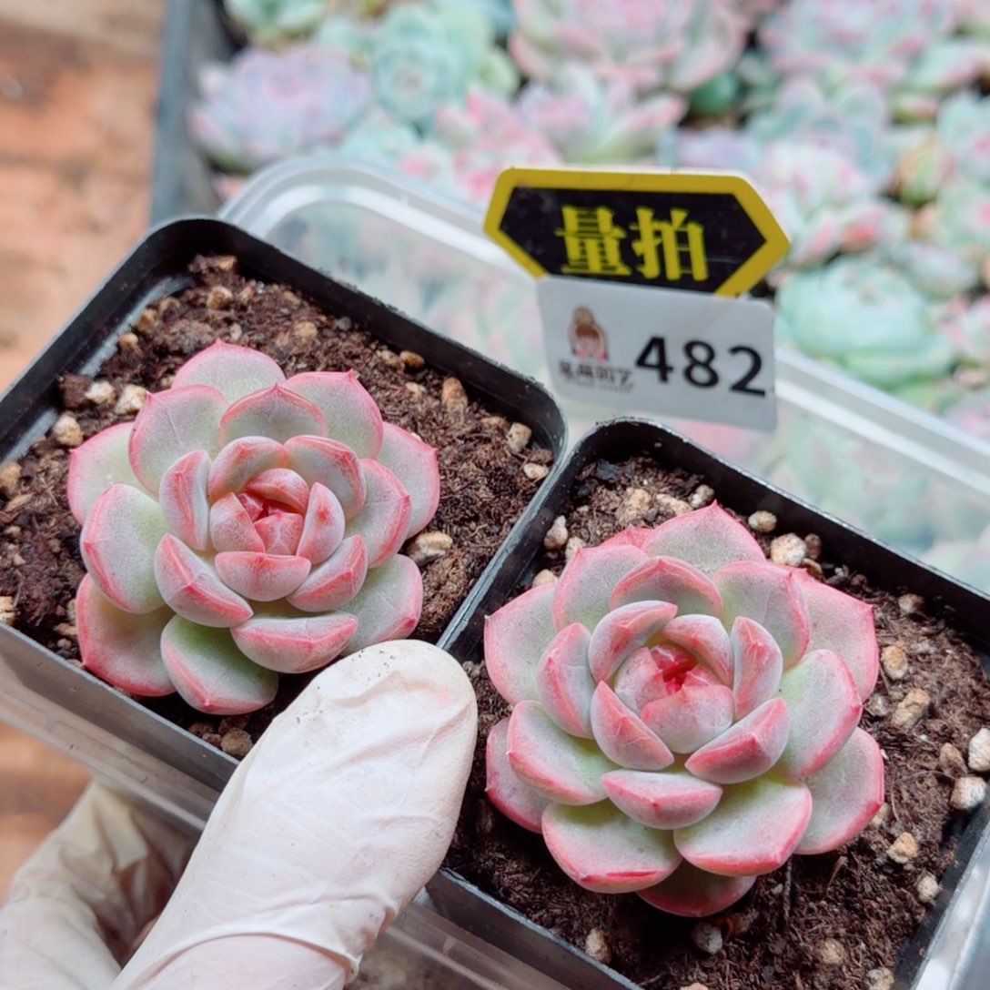 多肉植物多肉植物