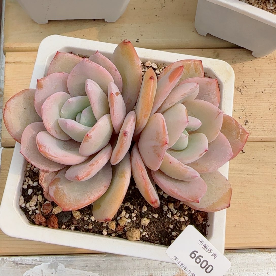 奶茶，6600多肉植物