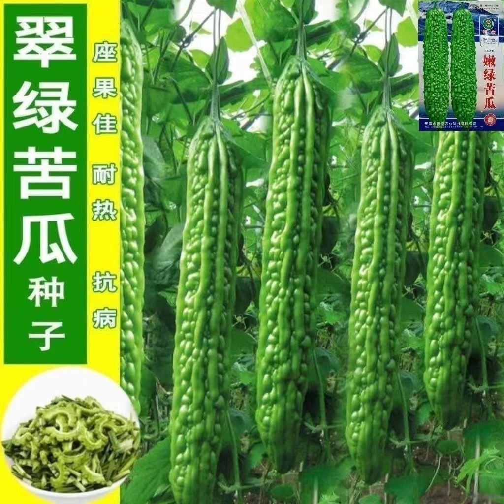 高产长绿苦瓜种子青皮四季抗病特大绿苦瓜种籽耐热抗低温农家蔬菜